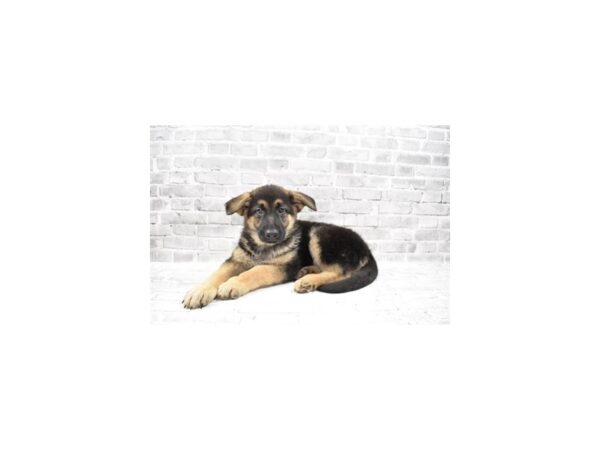 German Shepherd-DOG-Female-Black and Tan-26312-Petland Lake St. Louis & Fenton, MO