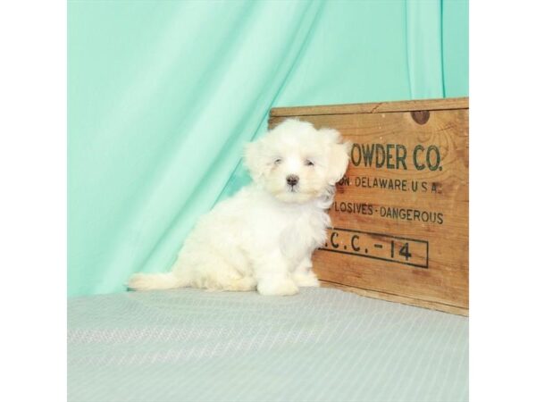 Shipoo-DOG-Female-Cream-26321-Petland Lake St. Louis & Fenton, MO