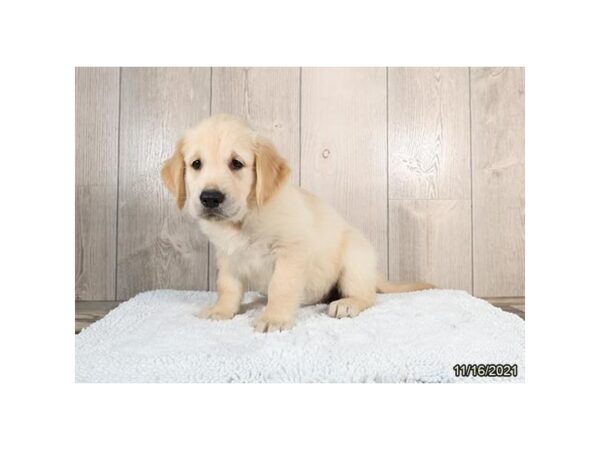 Golden Retriever-DOG-Female-Cream-26328-Petland Lake St. Louis & Fenton, MO