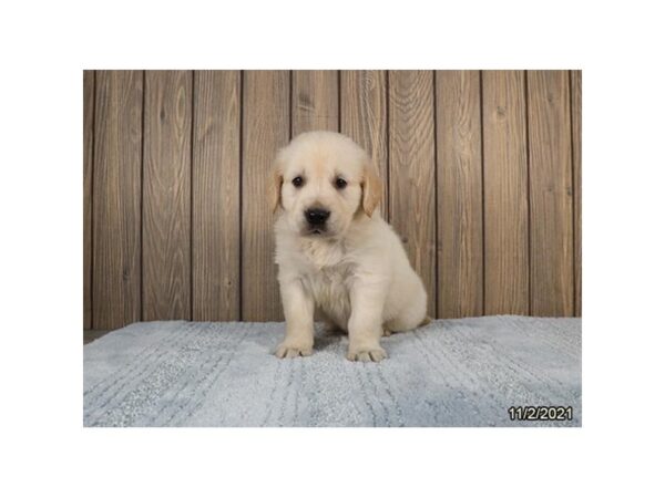 Golden Retriever-DOG-Male-Cream-26329-Petland Lake St. Louis & Fenton, MO