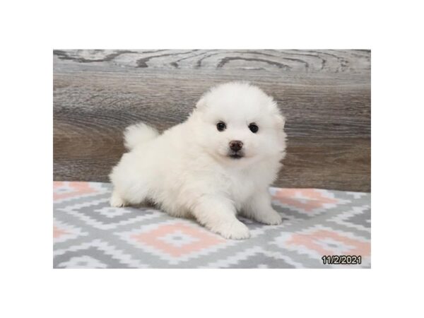 American Eskimo Dog-DOG-Female-White-26322-Petland Lake St. Louis & Fenton, MO