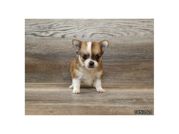 Chihuahua-DOG-Male-Red Sable-26325-Petland Lake St. Louis & Fenton, MO