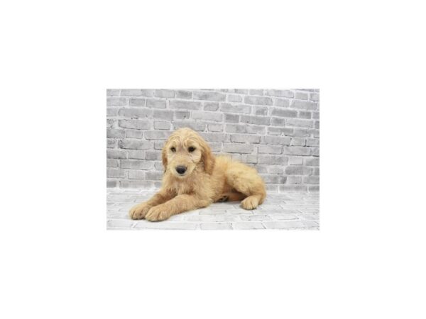 Goldendoodle-DOG-Female-Golden-26341-Petland Lake St. Louis & Fenton, MO