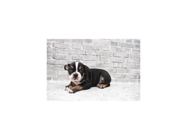 English Bulldog-DOG-Male-Black Red and White-26338-Petland Lake St. Louis & Fenton, MO