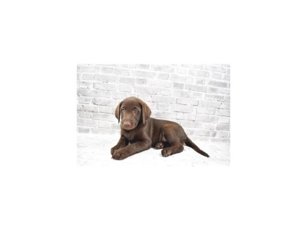 Labrador Retriever-DOG-Female-Chocolate-26340-Petland Lake St. Louis & Fenton, MO