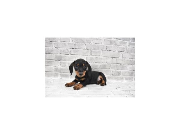 Dachshund-DOG-Male-Black and Tan-26339-Petland Lake St. Louis & Fenton, MO