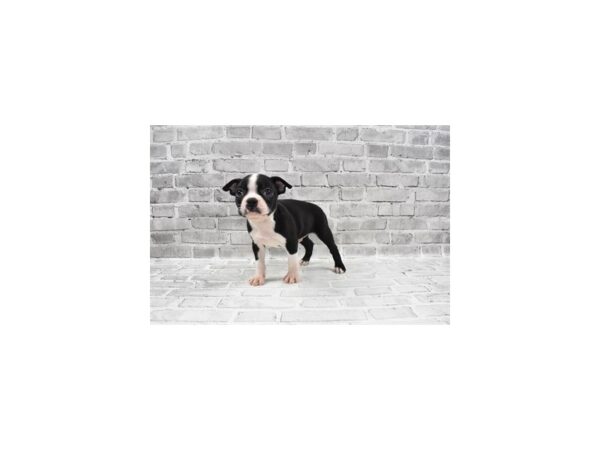 Boston Terrier DOG Male Black and White 26337 Petland Lake St. Louis & Fenton, MO