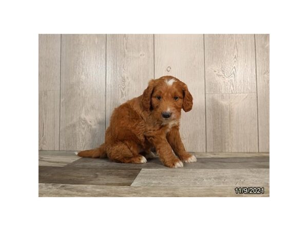Mini Goldendoodle DOG Male Red 26359 Petland Lake St. Louis & Fenton, MO