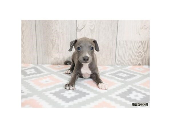Italian Greyhound-DOG-Male-Blue-26365-Petland Lake St. Louis & Fenton, MO