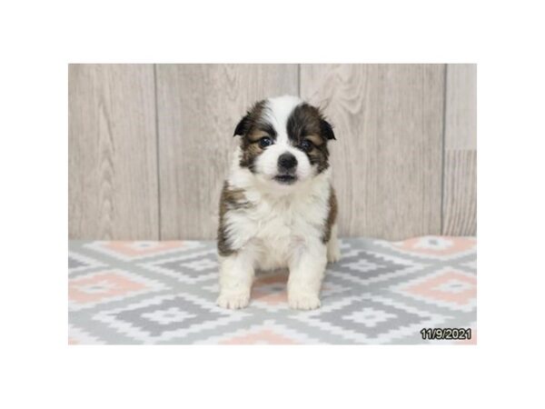 Eskijack-DOG-Female-Brown / White-26361-Petland Lake St. Louis & Fenton, MO