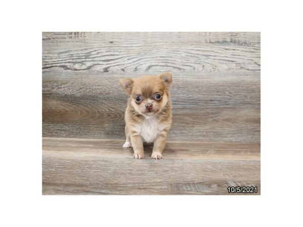 Chihuahua-DOG-Female-Blue Fawn-26366-Petland Lake St. Louis & Fenton, MO