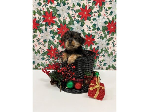 Yorkshire Terrier-DOG-Male-Black and Tan-26295-Petland Lake St. Louis & Fenton, MO