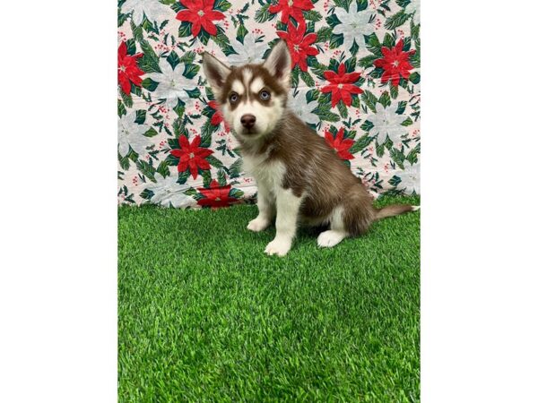 Siberian Husky-DOG-Male-Copper and White-26345-Petland Lake St. Louis & Fenton, MO