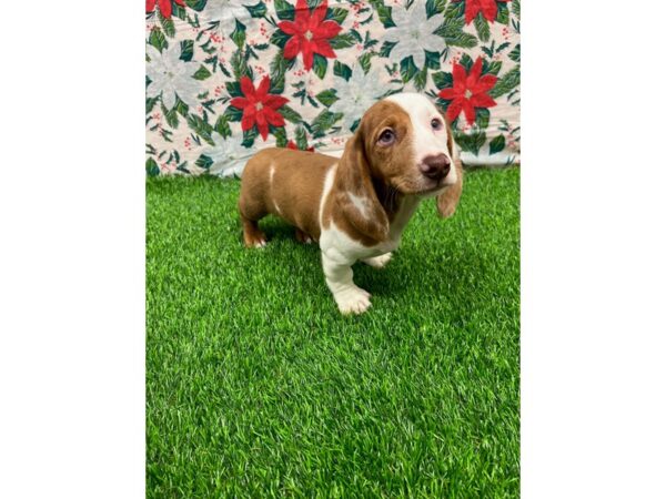 Dachshund-DOG-Female-Red / White-26368-Petland Lake St. Louis & Fenton, MO