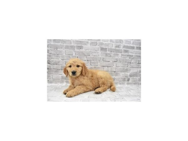 Goldendoodle DOG Male Golden 26373 Petland Lake St. Louis & Fenton, MO