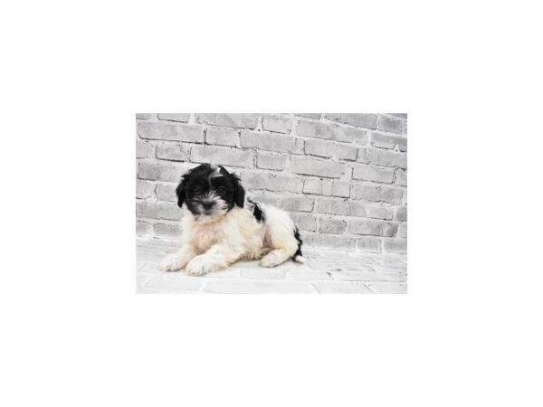 Teddy Bear-DOG-Male-Black and White-26374-Petland Lake St. Louis & Fenton, MO