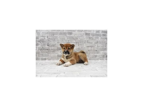 Shiba Inu-DOG-Male-Red Sesame-26372-Petland Lake St. Louis & Fenton, MO