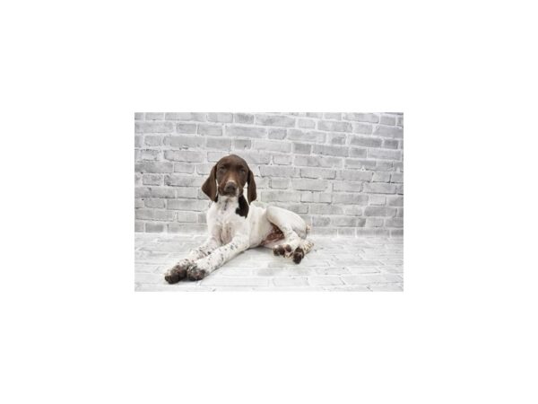 German Shorthair Pointer DOG Male Liver and White 26371 Petland Lake St. Louis & Fenton, MO