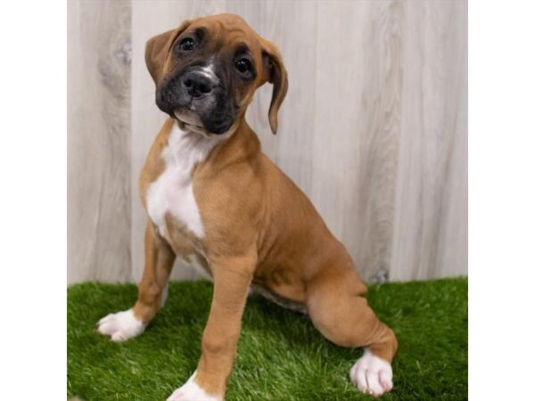 Boxer-DOG-Female-Fawn-26386-Petland Lake St. Louis & Fenton, MO