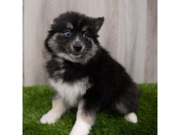 Pomsky-DOG-Female-Black White / Tan-26395-Petland Lake St. Louis & Fenton, MO