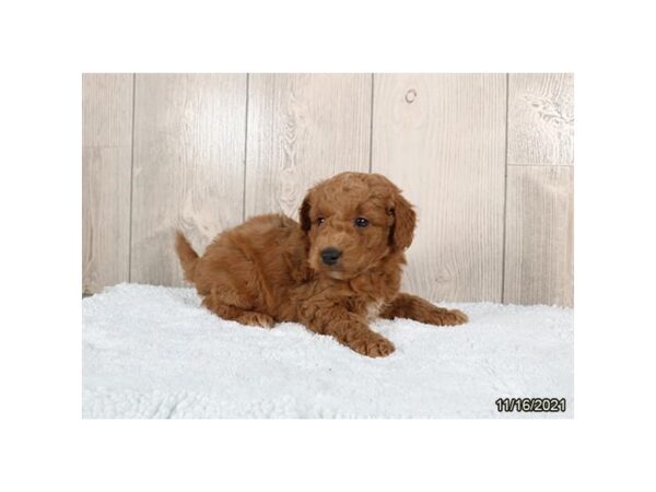 Mini Goldendoodle-DOG-Male-Red-26406-Petland Lake St. Louis & Fenton, MO