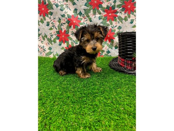 Yorkshire Terrier-DOG-Male-Black and Tan-26380-Petland Lake St. Louis & Fenton, MO