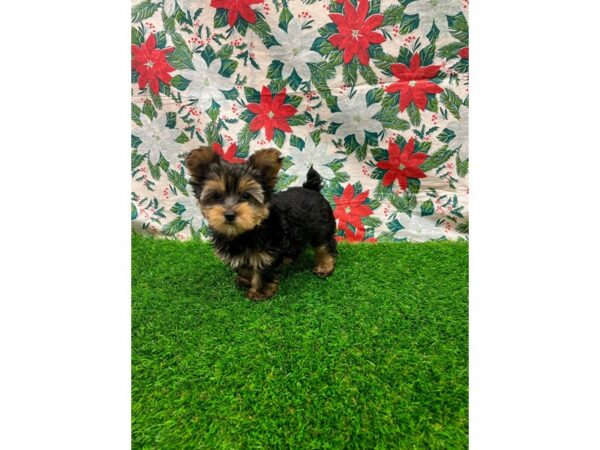 Yorkshire Terrier-DOG-Male-Black and Tan-26381-Petland Lake St. Louis & Fenton, MO