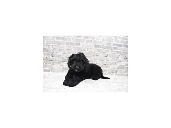 Newdle-DOG-Female-Black-26417-Petland Lake St. Louis & Fenton, MO