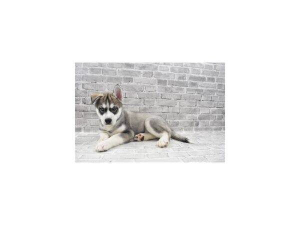 Siberian Husky-DOG-Male-Grey and White-26415-Petland Lake St. Louis & Fenton, MO