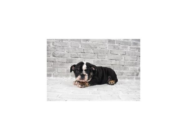 English Bulldog-DOG-Female-Black Fawn and White-26413-Petland Lake St. Louis & Fenton, MO