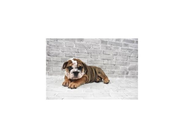 English Bulldog-DOG-Male-Red and White-26414-Petland Lake St. Louis & Fenton, MO