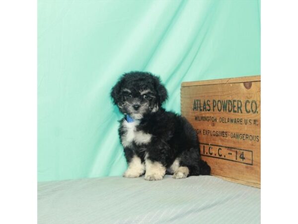 Teddy Bear-DOG-Female-Black / Tan-26425-Petland Lake St. Louis & Fenton, MO