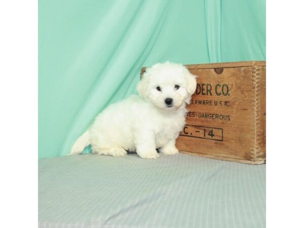 Teddy Bear-DOG-Male-White / Cream-26426-Petland Lake St. Louis & Fenton, MO