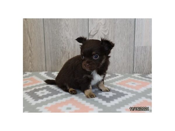 Chihuahua-DOG-Male-Chocolate and Tan-26437-Petland Lake St. Louis & Fenton, MO