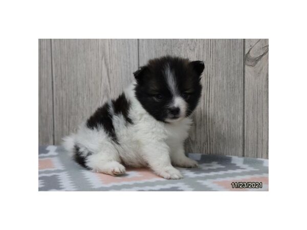 Pomeranian-DOG-Male-Black & White-26433-Petland Lake St. Louis & Fenton, MO