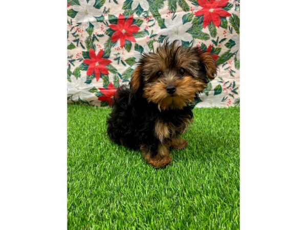 Yorkshire Terrier-DOG-Female-Black and Tan-26410-Petland Lake St. Louis & Fenton, MO