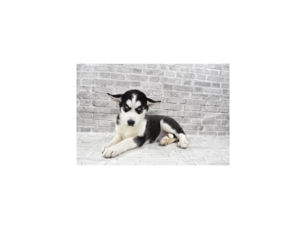 Siberian Husky-DOG-Female-Black and White-26444-Petland Lake St. Louis & Fenton, MO