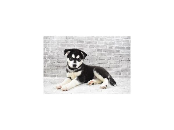 Siberian Husky-DOG-Male-Black and White-26445-Petland Lake St. Louis & Fenton, MO