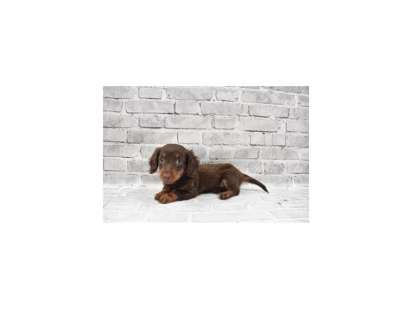 Dachshund-DOG-Female-Chocolate and Tan-26450-Petland Lake St. Louis & Fenton, MO