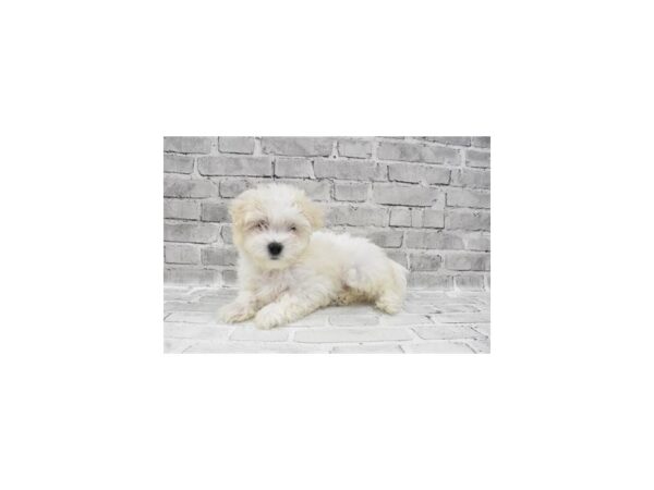 Malti-Poo-DOG-Female-White-26452-Petland Lake St. Louis & Fenton, MO
