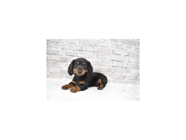 Dachshund-DOG-Male-Black and Tan-26451-Petland Lake St. Louis & Fenton, MO