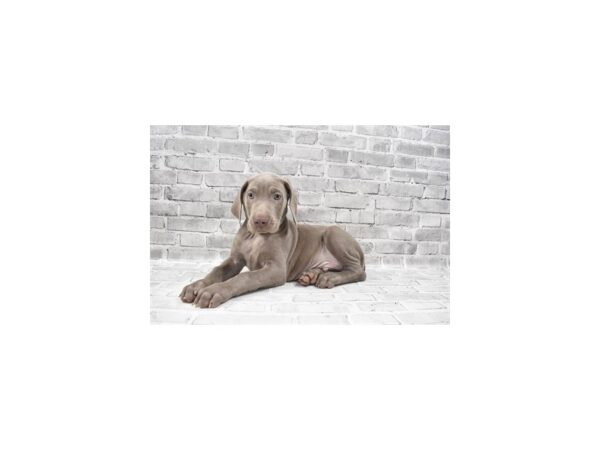 Weimaraner-DOG-Male-Silver Grey-26446-Petland Lake St. Louis & Fenton, MO