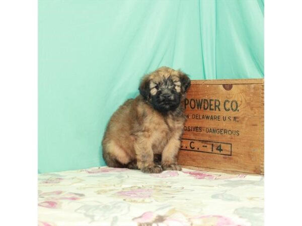 Soft Coated Wheaten Terrier-DOG-Female-Wheaten-26456-Petland Lake St. Louis & Fenton, MO