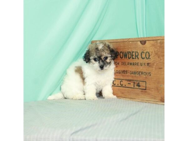 Teddy Bear-DOG-Female-Gold / White-26457-Petland Lake St. Louis & Fenton, MO