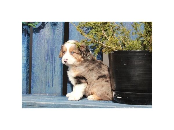 Miniature American Shepherd-DOG-Male-Blue Merle-26464-Petland Lake St. Louis & Fenton, MO