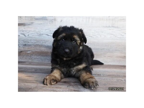 German Shepherd Dog-DOG-Male-Black / Red-26475-Petland Lake St. Louis & Fenton, MO