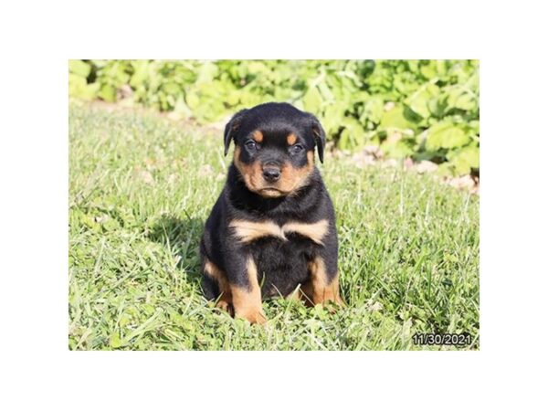 Rottweiler-DOG-Female-Black / Tan-26472-Petland Lake St. Louis & Fenton, MO