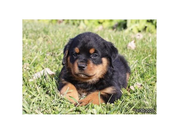 Rottweiler-DOG-Male-Black / Tan-26473-Petland Lake St. Louis & Fenton, MO