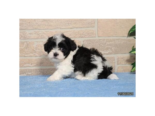 Shipoo-DOG-Male-Black / White-26478-Petland Lake St. Louis & Fenton, MO