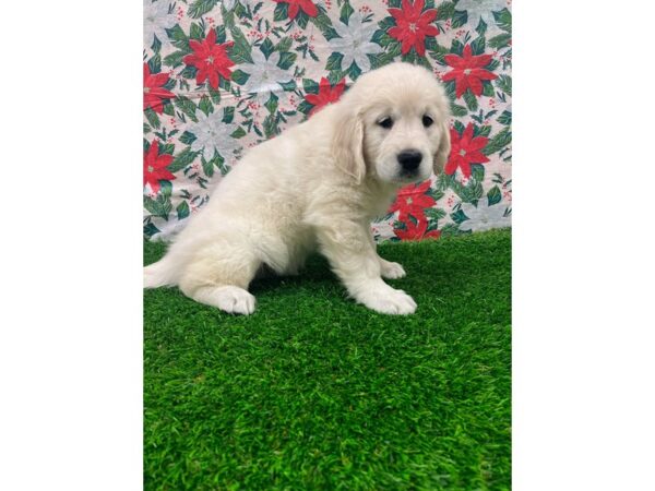 Golden Retriever-DOG-Male-Golden-26470-Petland Lake St. Louis & Fenton, MO